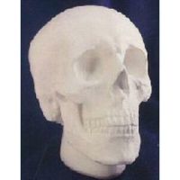 Anatomical Skull - Fiberglass - Indoor/Outdoor Statue/Sculpture