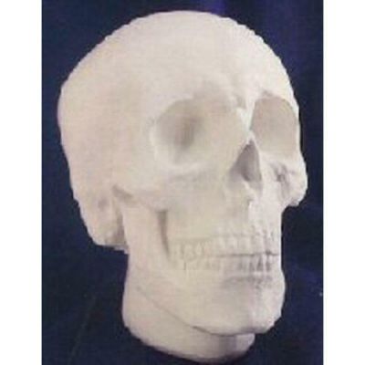 Anatomical Skull - Fiberglass - Indoor/Outdoor Statue/Sculpture -  - T113