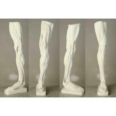 Anatomical Leg - Fiberglass Resin - Indoor/Outdoor Statue/Sculpture -  - DC572