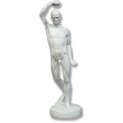Anatomy Of Man 20in. Fiberglass - Indoor/Outdoor Garden Statue -  - DC107