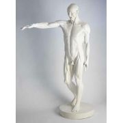 Anatomy Of Man 72in. Fiberglass - Indoor/Outdoor Garden Statue