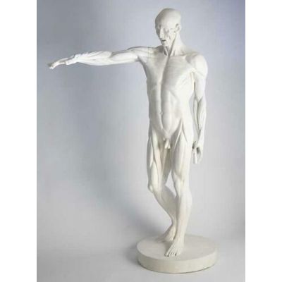 Anatomy Of Man 72in. Fiberglass - Indoor/Outdoor Garden Statue -  - DC111