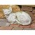 WHM - White Moss : OK Outdoor - Fiber Stone - (F7239)