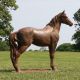Stallion Horse 47in. Fiberglass Resin Indoor/Outdoor Garden Statue -  - F8454