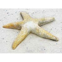 Starfish Giant Wall 30in. Fiber Stone Resin Indoor/Outdoor Statue