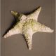 Starfish Pacific 11in. Fiber Stone Resin Indoor/Outdoor Garden Statue -  - FS8423