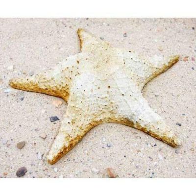 Starfish Pacific Wall 11in. Fiber Stone Resin Indoor/Outdoor Statue -  - FS8423W
