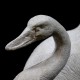 Swan Gliding Fiber Stone Resin Indoor/Outdoor Garden Statue/Sculpture -  - FS8706