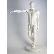 Anatomy Of Man 72in. Fiberglass Resin - Indoor/Outdoor Garden Statue