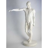 Anatomy Of Man 72in. Fiberglass Resin - Indoor/Outdoor Garden Statue
