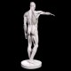 Anatomy Of Man 72in. Fiberglass - Indoor/Outdoor Garden Statue -  - DC111