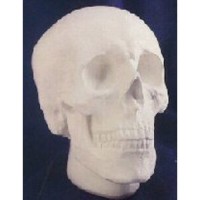 Anatomical Lifesize Skull - Fiberglass Resin - Indoor/Outdoor Statue/Sculpture