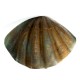 Atlantic Clam - Large 49in. Wide Fiber Stone Resin In/Outdoor Statue -  - FS8016