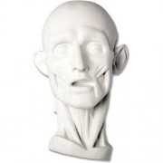 Anatomy  - Fiberglass Resin - Indoor/Outdoor Statue/Sculpture