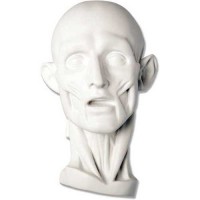 Anatomy  - Fiberglass Resin - Indoor/Outdoor Statue/Sculpture