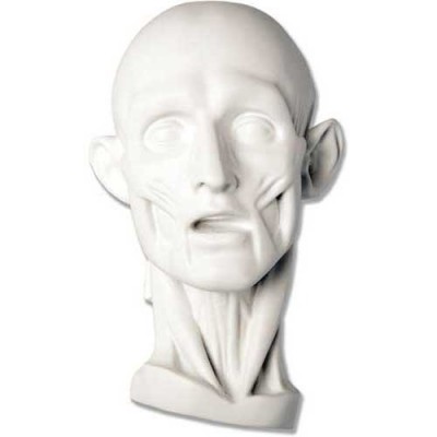Anatomy - Fiberglass - Indoor/Outdoor Statue/Sculpture -  - DC559