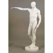 Anatomy Of Man 29in. Fiberglass Resin - Indoor/Outdoor Garden Statue