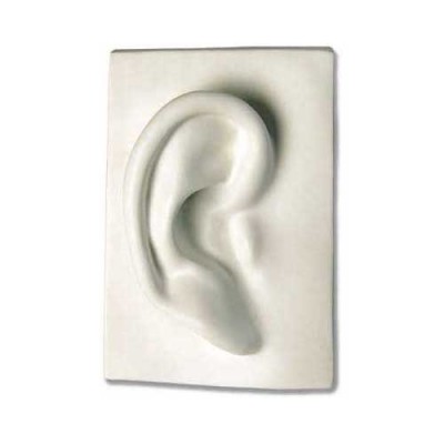 Right Ear 7in. - Fiberglass - Indoor/Outdoor Statue/Sculpture - - DC900 Right Ear 7in. - Fiberglass - Indoor/Outdoor Statue/Sculpture - - DC900