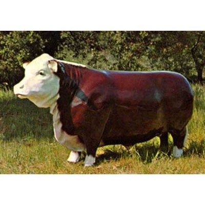 Western Steer - Fiberglass - Indoor/Outdoor Statue/Sculpture -  - F7994