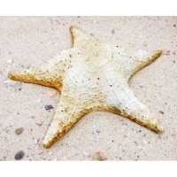 Starfish Pacific 11in. Fiberglass Resin Indoor/Outdoor Garden Statue