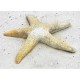 Starfish Giant Wall 30in. Fiber Stone Resin Indoor/Outdoor Statue -  - FS8428W