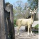 White Tail Deer 64in. - Fiber Stone Resin - Indoor/Outdoor Statue -  - FSO677RLC