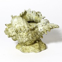 Caribbean Conch - Fiberglass Resin - Indoor/Outdoor /Sculpture