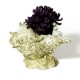 Caribbean Conch - Fiber Stone Resin - Indoor/Outdoor Statue/Sculpture - - FS8665 Caribbean Conch - Fiber Stone Resin - Indoor/Outdoor Statue/Sculpture - - FS8665
