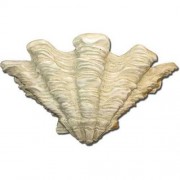 Shell Sconce 9in. - Fiberglass Resin - Indoor/Outdoor Garden Statue Shell Sconce 9in. - Fiberglass Resin - Indoor/Outdoor Garden Statue