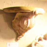 Conch Shell Bracket - Fiberglass Resin - Indoor/Outdoor Garden Statue