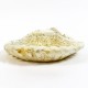 Seashell Birdbath 15 Win. - Fiber Stone Resin - Indoor/Outdoor Statue - - FS8528 Seashell Birdbath 15 Win. - Fiber Stone Resin - Indoor/Outdoor Statue - - FS8528