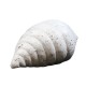 Gulf Shell - Fiber Stone Resin - Indoor/Outdoor Statue/Sculpture -  - FS8584
