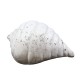 Gulf Shell - Fiber Stone Resin - Indoor/Outdoor Statue/Sculpture -  - FS8584