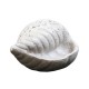 Gulf Shell - Fiber Stone Resin - Indoor/Outdoor Statue/Sculpture -  - FS8584
