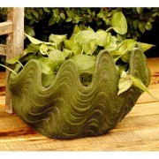 Nori Shell 10.5in. Fiberglass Resin Indoor/Outdoor Statuary