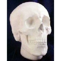 Skull 8in. Fiberglass Resin Indoor/Outdoor Garden