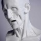 Anatomy Bust - Fiberglass Resin - Indoor/Outdoor Statue/Sculpture -  - DC563