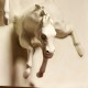 Horses/Anahita Large 26in. High - Fiberglass Resin - Outdoor Statue -  - F68879