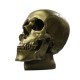 Skull 8in. High Fiberglass Indoor/Outdoor Garden -  - F113