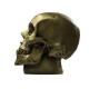 Skull 8in. High Fiberglass Indoor/Outdoor Garden -  - F113