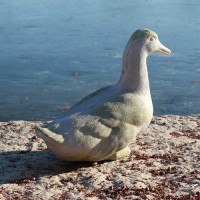 Garden Duck Fiberglass Resin Indoor/Outdoor Garden Statue/Sculpture Garden Duck Fiberglass Resin Indoor/Outdoor Garden Statue/Sculpture