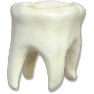 Tooth Large 10 in. Fiberglass Indoor/Outdoor Garden -  - F1081