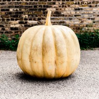 Pumpkin 24in. High Fiberglass Resin Indoor/Outdoor Statue/Sculpture Pumpkin 24in. High Fiberglass Resin Indoor/Outdoor Statue/Sculpture