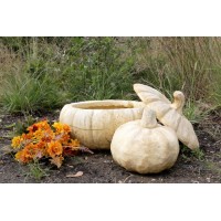 Wide Pumpkin Planter Garden / Patio  - Fiberglass Resin - Indoor/Outdoor