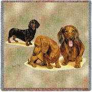Dachshund Puppies - Robert May - Lap Square Cotton Woven Blanket Throw -  (54x54)